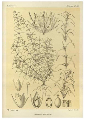 Reproducción/Reproduction 49785522753: Histoire physique, naturelle, et politique de Madagascar. Paris :Impr. nationale,1885-. 