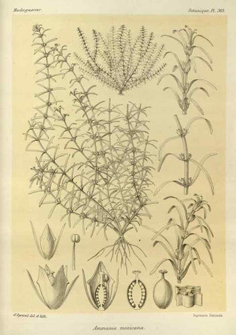 Reproducción/Reproduction 49785522753: Histoire physique, naturelle, et politique de Madagascar. Paris :Impr. nationale,1885-. 