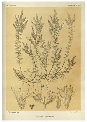 Reproducción/Reproduction 49785523083: Histoire physique, naturelle, et politique de Madagascar. Paris :Impr. nationale,1885-. 