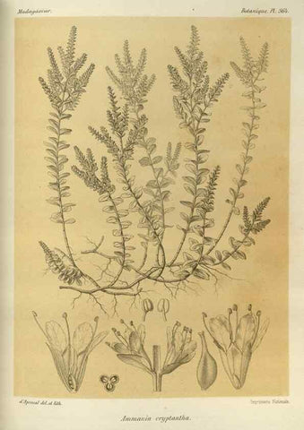 Reproducción/Reproduction 49785523083: Histoire physique, naturelle, et politique de Madagascar. Paris :Impr. nationale,1885-. 