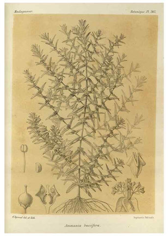 Reproducción/Reproduction 49786381377: Histoire physique, naturelle, et politique de Madagascar. Paris :Impr. nationale,1885-. 