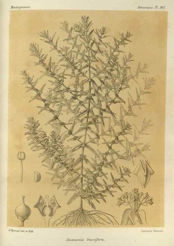 Reproducción/Reproduction 49786381377: Histoire physique, naturelle, et politique de Madagascar. Paris :Impr. nationale,1885-. 