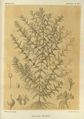 Reproducción/Reproduction 49786381377: Histoire physique, naturelle, et politique de Madagascar. Paris :Impr. nationale,1885-. 
