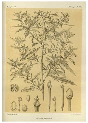 Reproducción/Reproduction 49786062271: Histoire physique, naturelle, et politique de Madagascar. Paris :Impr. nationale,1885-. 