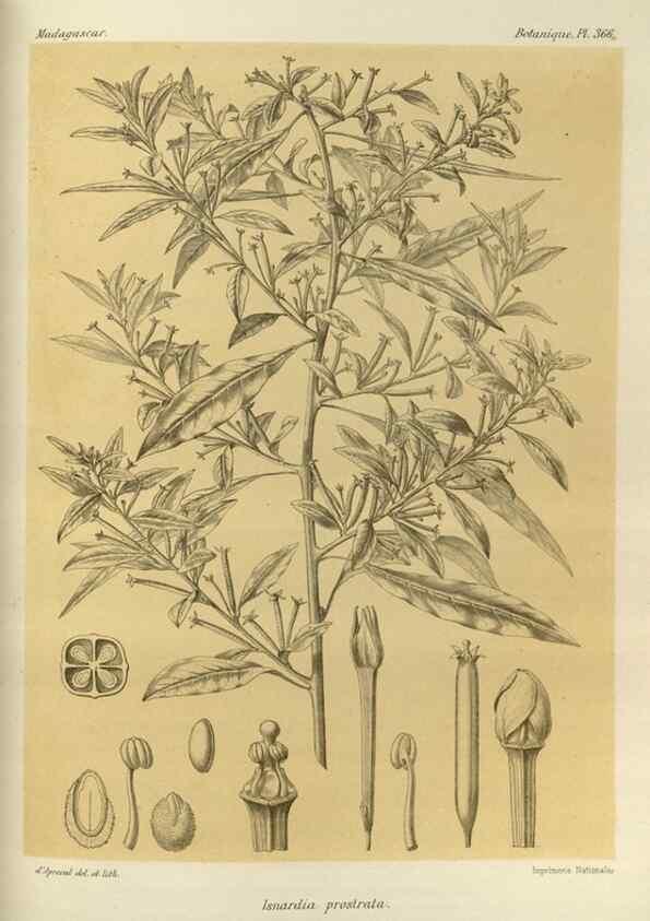 Reproducción/Reproduction 49786062271: Histoire physique, naturelle, et politique de Madagascar. Paris :Impr. nationale,1885-. 