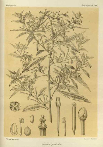 Reproducción/Reproduction 49786062271: Histoire physique, naturelle, et politique de Madagascar. Paris :Impr. nationale,1885-. 