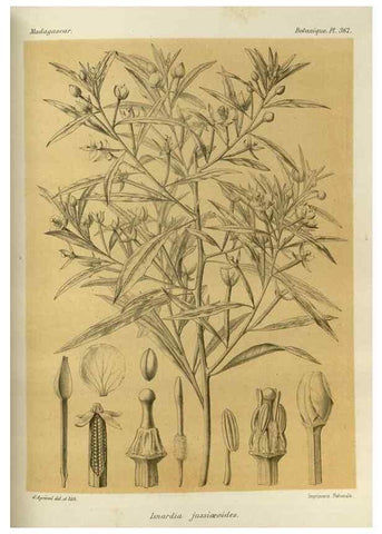 Reproducción/Reproduction 49785524308: Histoire physique, naturelle, et politique de Madagascar. Paris :Impr. nationale,1885-. 