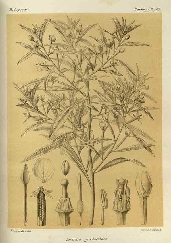 Reproducción/Reproduction 49785524308: Histoire physique, naturelle, et politique de Madagascar. Paris :Impr. nationale,1885-. 