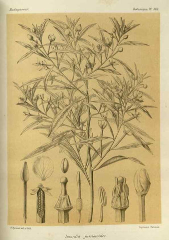 Reproducción/Reproduction 49785524308: Histoire physique, naturelle, et politique de Madagascar. Paris :Impr. nationale,1885-. 
