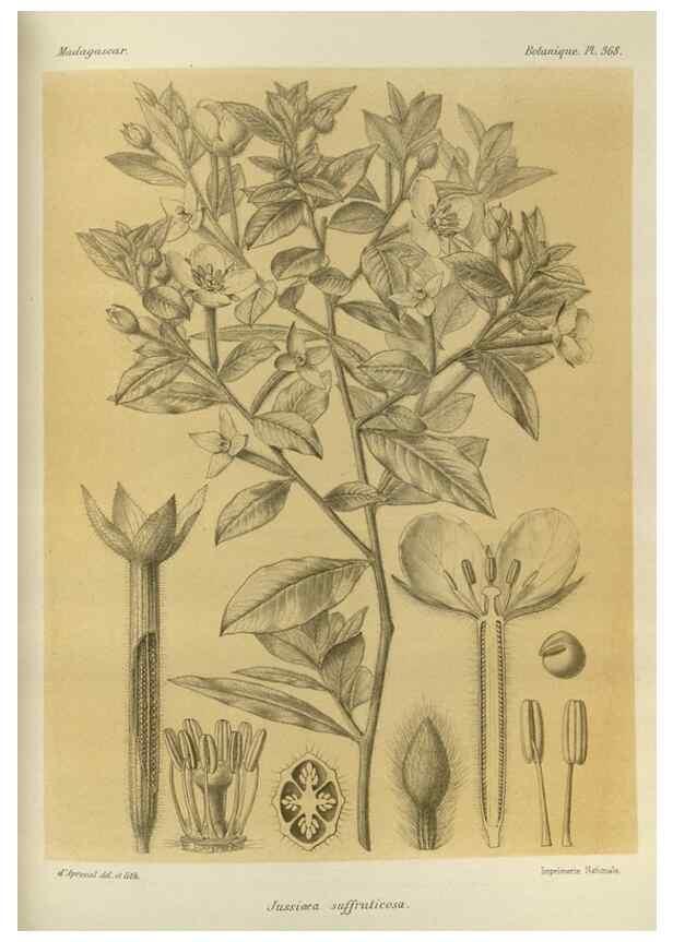 Reproducción/Reproduction 49786063081: Histoire physique, naturelle, et politique de Madagascar. Paris :Impr. nationale,1885-. 