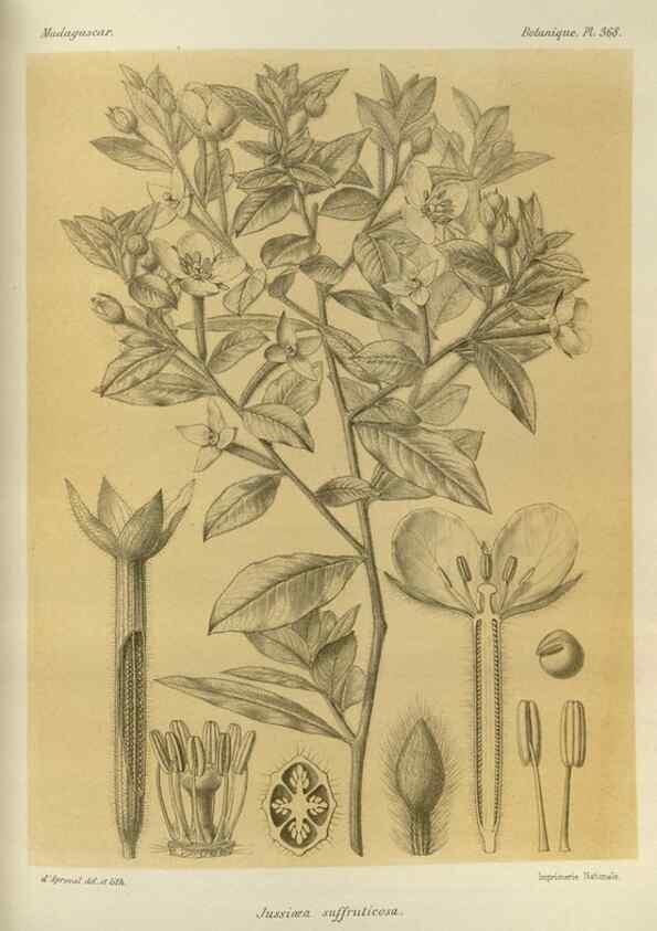 Reproducción/Reproduction 49786063081: Histoire physique, naturelle, et politique de Madagascar. Paris :Impr. nationale,1885-. 