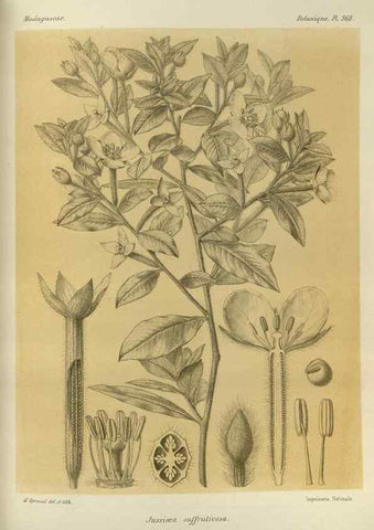 Reproducción/Reproduction 49786063081: Histoire physique, naturelle, et politique de Madagascar. Paris :Impr. nationale,1885-. 