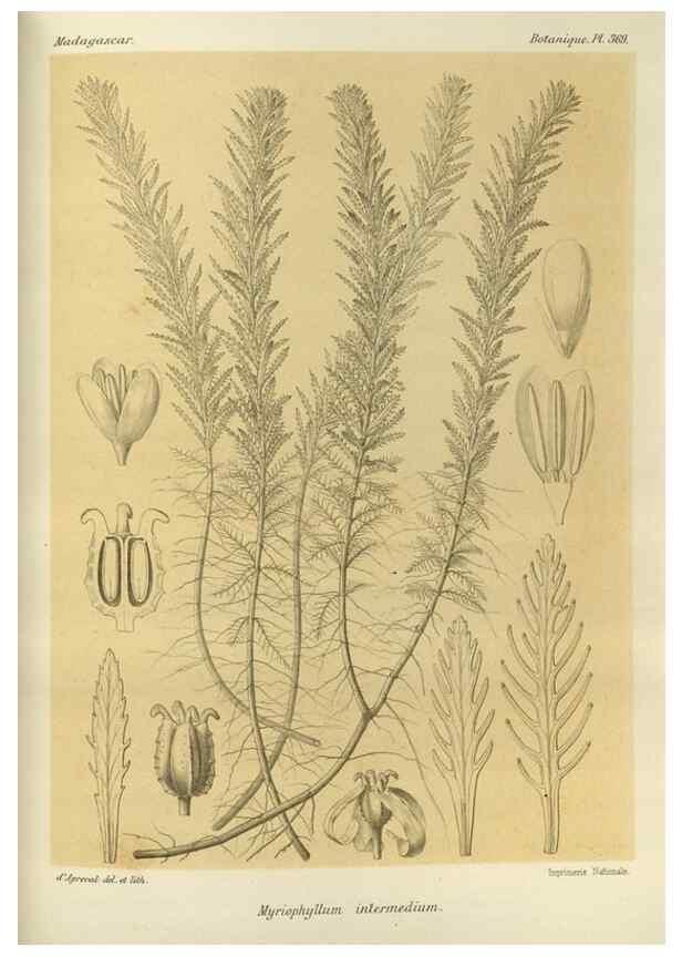 Reproducción/Reproduction 49786382957: Histoire physique, naturelle, et politique de Madagascar. Paris :Impr. nationale,1885-. 
