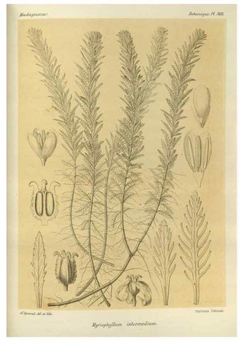 Reproducción/Reproduction 49786382957: Histoire physique, naturelle, et politique de Madagascar. Paris :Impr. nationale,1885-. 