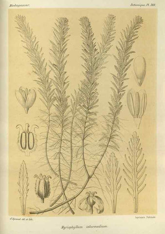 Reproducción/Reproduction 49786382957: Histoire physique, naturelle, et politique de Madagascar. Paris :Impr. nationale,1885-. 