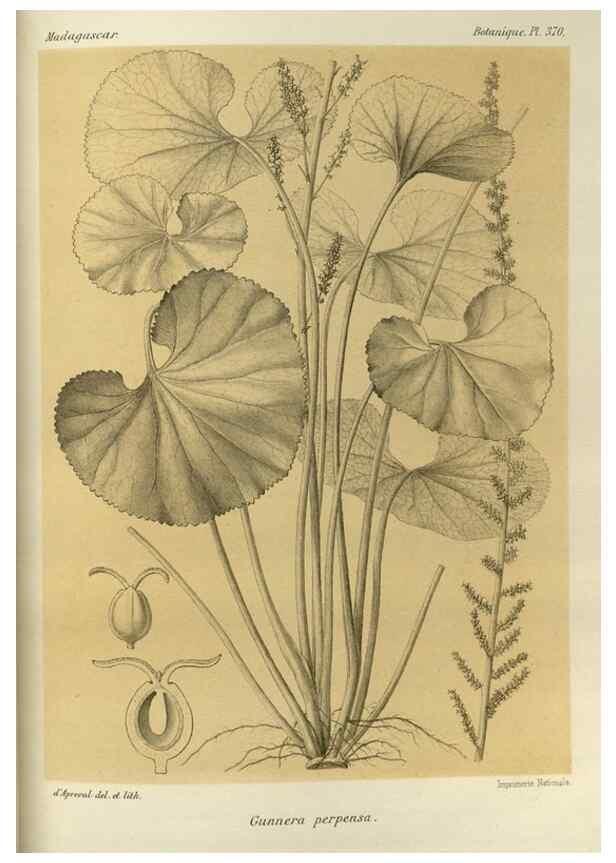 Reproducción/Reproduction 49786063771: Histoire physique, naturelle, et politique de Madagascar. Paris :Impr. nationale,1885-. 