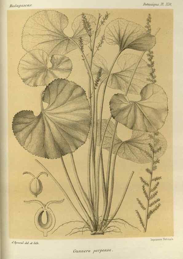 Reproducción/Reproduction 49786063771: Histoire physique, naturelle, et politique de Madagascar. Paris :Impr. nationale,1885-. 