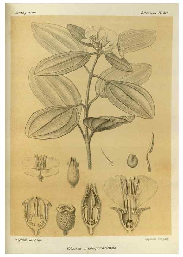 Reproducción/Reproduction 49786064071: Histoire physique, naturelle, et politique de Madagascar. Paris :Impr. nationale,1885-. 