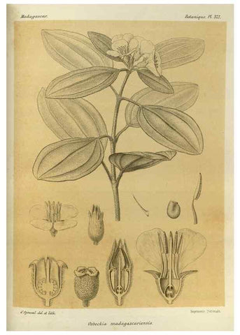 Reproducción/Reproduction 49786064071: Histoire physique, naturelle, et politique de Madagascar. Paris :Impr. nationale,1885-. 