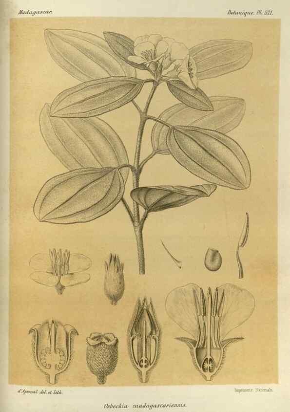 Reproducción/Reproduction 49786064071: Histoire physique, naturelle, et politique de Madagascar. Paris :Impr. nationale,1885-. 