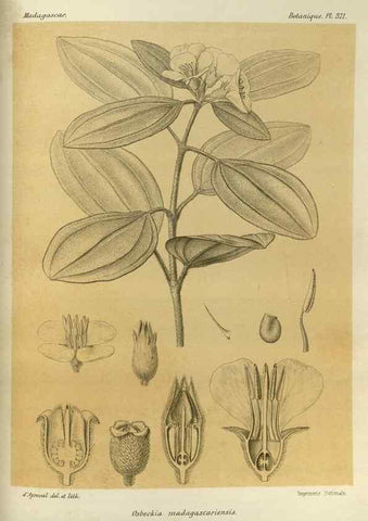 Reproducción/Reproduction 49786064071: Histoire physique, naturelle, et politique de Madagascar. Paris :Impr. nationale,1885-. 