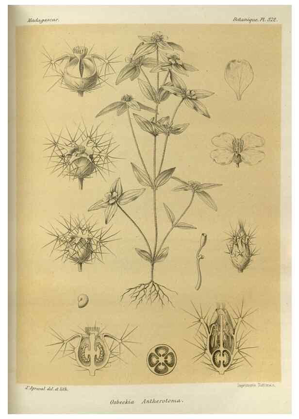 Reproducción/Reproduction 49786064421: Histoire physique, naturelle, et politique de Madagascar. Paris :Impr. nationale,1885-. 