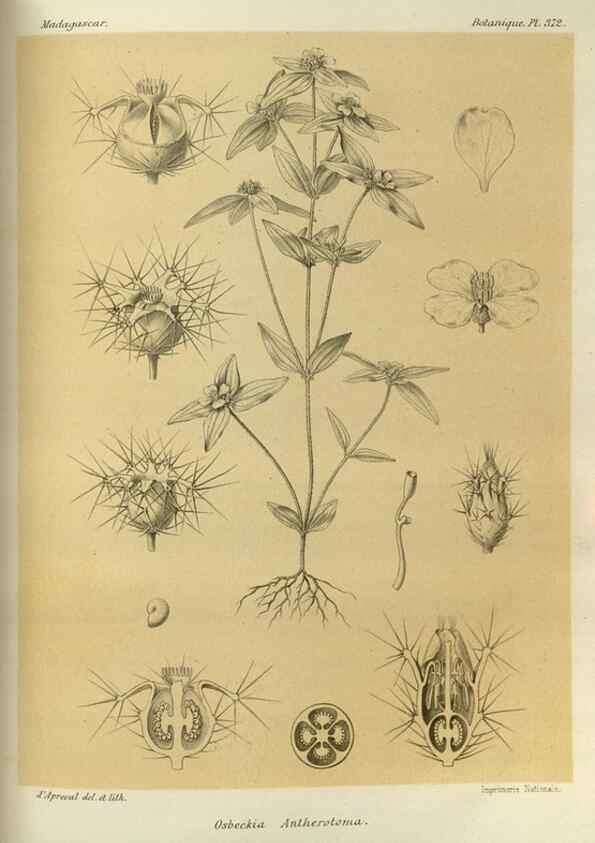 Reproducción/Reproduction 49786064421: Histoire physique, naturelle, et politique de Madagascar. Paris :Impr. nationale,1885-. 