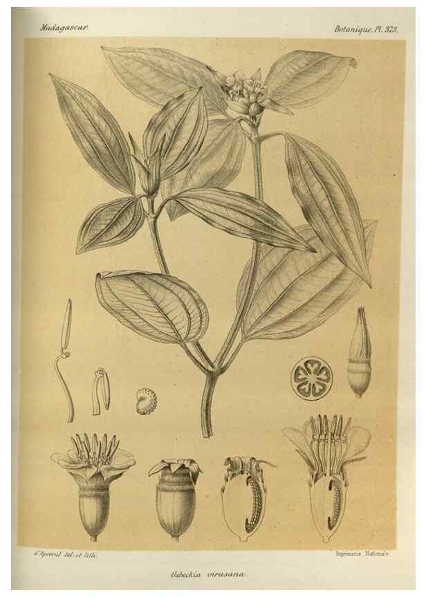 Reproducción/Reproduction 49786064806: Histoire physique, naturelle, et politique de Madagascar. Paris :Impr. nationale,1885-. 