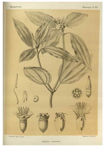 Reproducción/Reproduction 49786064806: Histoire physique, naturelle, et politique de Madagascar. Paris :Impr. nationale,1885-. 