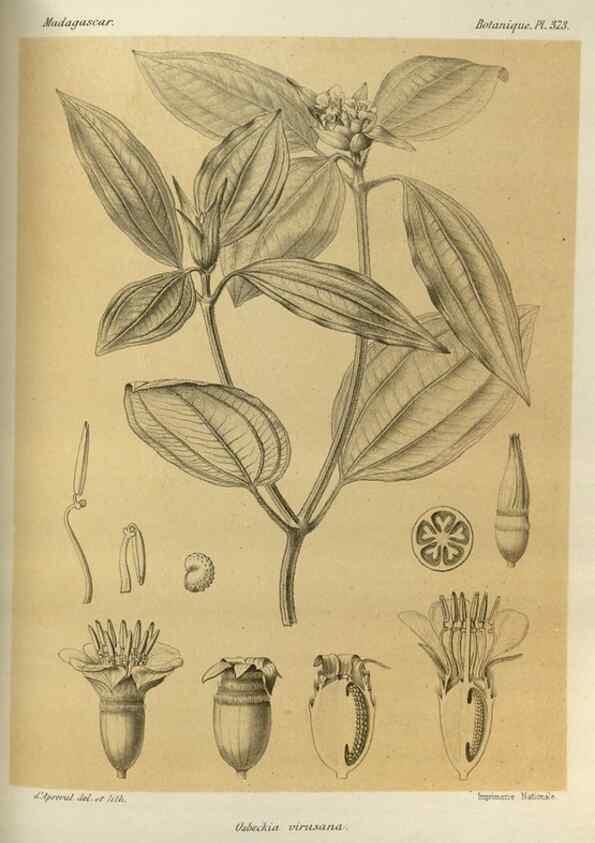Reproducción/Reproduction 49786064806: Histoire physique, naturelle, et politique de Madagascar. Paris :Impr. nationale,1885-. 