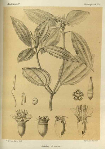 Reproducción/Reproduction 49786064806: Histoire physique, naturelle, et politique de Madagascar. Paris :Impr. nationale,1885-. 