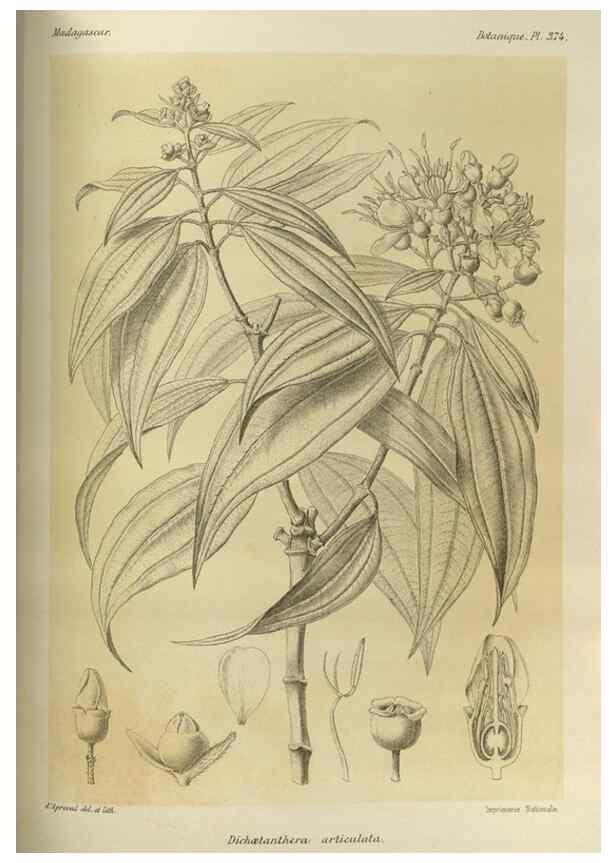 Reproducción/Reproduction 49785526653: Histoire physique, naturelle, et politique de Madagascar. Paris :Impr. nationale,1885-. 