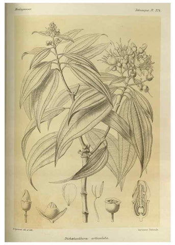 Reproducción/Reproduction 49785526653: Histoire physique, naturelle, et politique de Madagascar. Paris :Impr. nationale,1885-. 