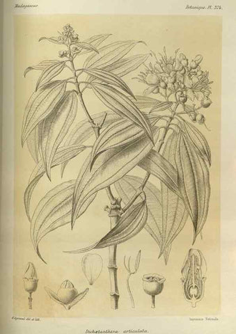Reproducción/Reproduction 49785526653: Histoire physique, naturelle, et politique de Madagascar. Paris :Impr. nationale,1885-. 