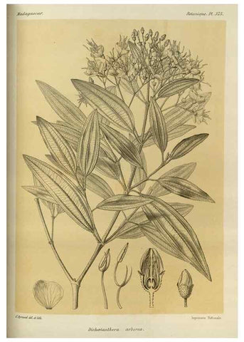 Reproducción/Reproduction 49786384892: Histoire physique, naturelle, et politique de Madagascar. Paris :Impr. nationale,1885-. 