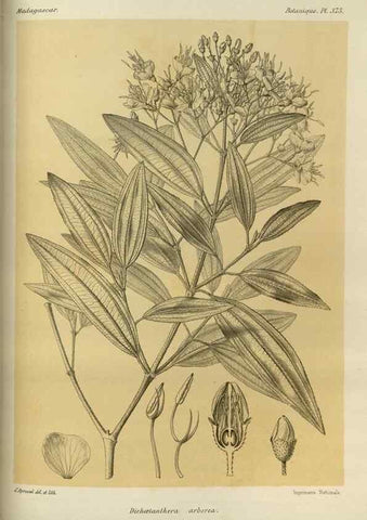 Reproducción/Reproduction 49786384892: Histoire physique, naturelle, et politique de Madagascar. Paris :Impr. nationale,1885-. 