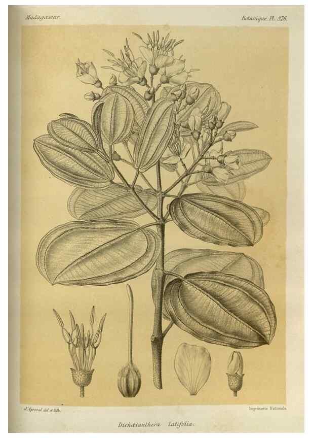 Reproducción/Reproduction 49786065816: Histoire physique, naturelle, et politique de Madagascar. Paris :Impr. nationale,1885-. 