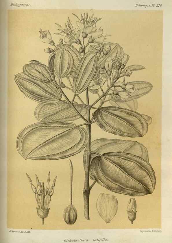 Reproducción/Reproduction 49786065816: Histoire physique, naturelle, et politique de Madagascar. Paris :Impr. nationale,1885-. 