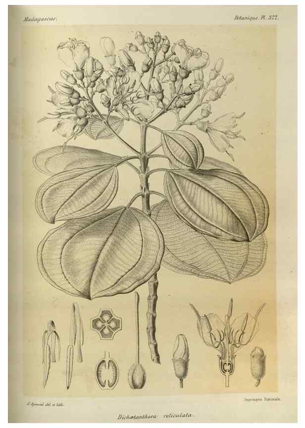 Reproducción/Reproduction 49786066136: Histoire physique, naturelle, et politique de Madagascar. Paris :Impr. nationale,1885-. 