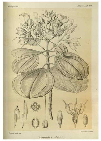 Reproducción/Reproduction 49786066136: Histoire physique, naturelle, et politique de Madagascar. Paris :Impr. nationale,1885-. 