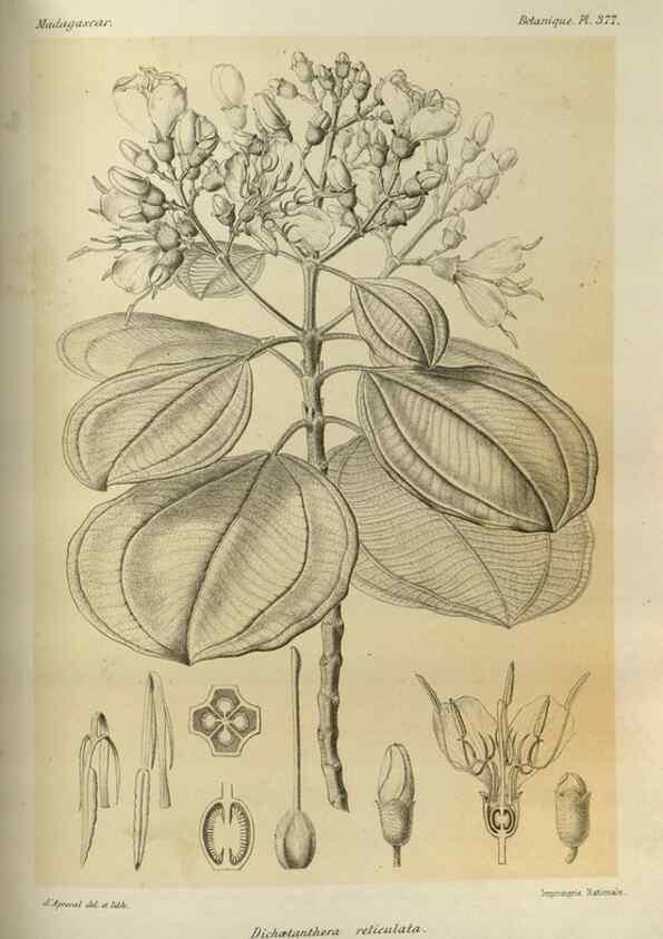 Reproducción/Reproduction 49786066136: Histoire physique, naturelle, et politique de Madagascar. Paris :Impr. nationale,1885-. 