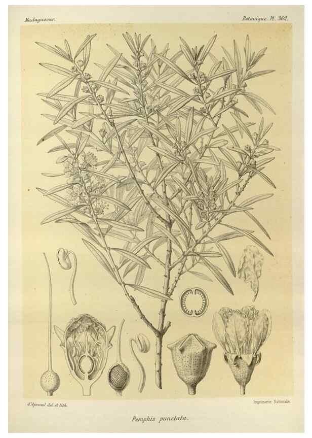 Reproducción/Reproduction 49785522393: Histoire physique, naturelle, et politique de Madagascar. Paris :Impr. nationale,1885-. 