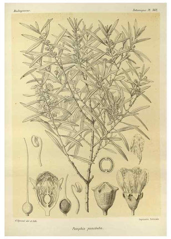 Reproducción/Reproduction 49785522393: Histoire physique, naturelle, et politique de Madagascar. Paris :Impr. nationale,1885-. 