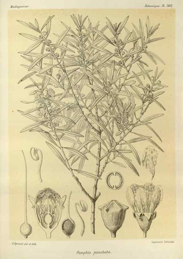 Reproducción/Reproduction 49785522393: Histoire physique, naturelle, et politique de Madagascar. Paris :Impr. nationale,1885-. 