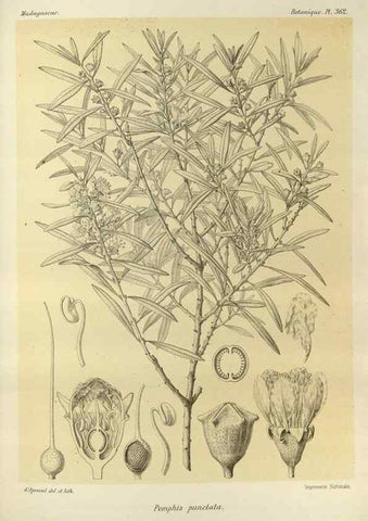 Reproducción/Reproduction 49785522393: Histoire physique, naturelle, et politique de Madagascar. Paris :Impr. nationale,1885-. 