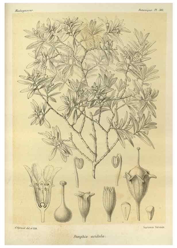 Reproducción/Reproduction 49786060486: Histoire physique, naturelle, et politique de Madagascar. Paris :Impr. nationale,1885-. 