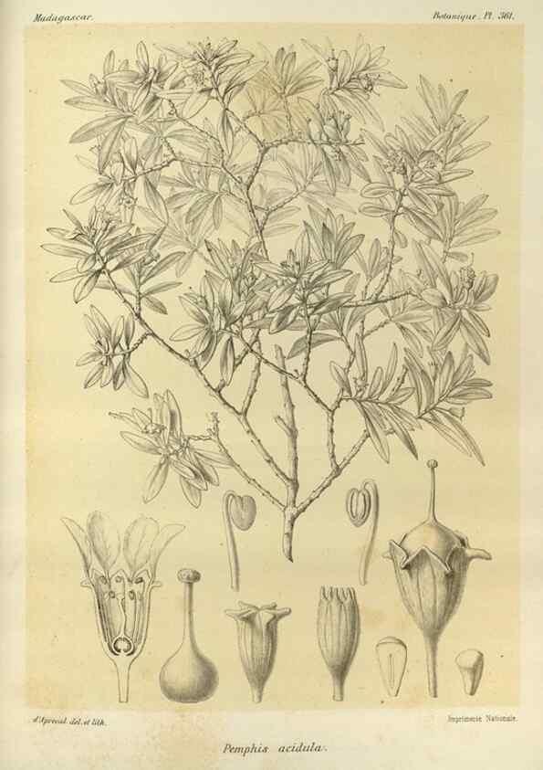 Reproducción/Reproduction 49786060486: Histoire physique, naturelle, et politique de Madagascar. Paris :Impr. nationale,1885-. 