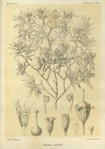 Reproducción/Reproduction 49786060486: Histoire physique, naturelle, et politique de Madagascar. Paris :Impr. nationale,1885-. 