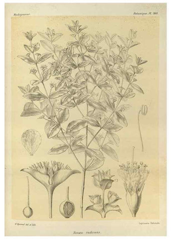 Reproducción/Reproduction 49786060236: Histoire physique, naturelle, et politique de Madagascar. Paris :Impr. nationale,1885-. 