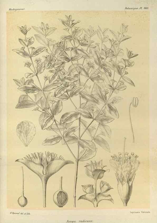 Reproducción/Reproduction 49786060236: Histoire physique, naturelle, et politique de Madagascar. Paris :Impr. nationale,1885-. 